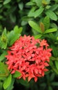 Orange West Indian Jasmine Flowers Blossoming on the Shrubs Royalty Free Stock Photo