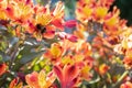Vibrant orange and yellow Alstroemeria flower with a bumble bee on one of the flowers Royalty Free Stock Photo
