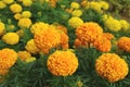 Vibrant Orange and Yellow Blooming Marigold Flowers Field Royalty Free Stock Photo