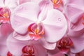 Vibrant Orchid pink flower nature. Generate Ai