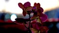 Vibrant orchids silhouetted against sunset