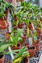 Vibrant Orchids in Terracotta Pots on Greenhouse Shelf