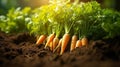 Vibrant organic carrot vegetable growing in the garden soil with a beautiful natural background