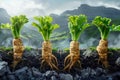 Vibrant Organic Parsnips Growing in Rich Soil with Green Hills Background Sustainable Agriculture Concept