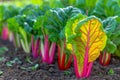 Vibrant Organic Rainbow Swiss Chard Growing in Agricultural Farm Garden, Colorful Leafy Greens Royalty Free Stock Photo