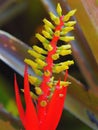 Vibrant Ostentatious Bromeliad Blooms. Royalty Free Stock Photo