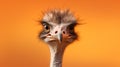 Vibrant Ostrich Portrait: Hyper-detailed Hd Photo With Expressive Emotion