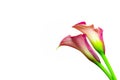 Beautiful two toned sensual calla lily close up againstwhite background Royalty Free Stock Photo