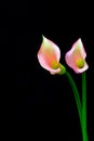 Vibrant pair of light pink and yellow color calla lillies against black background Royalty Free Stock Photo