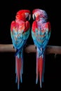 A vibrant pair of macaws