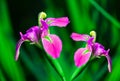 Fresh pair of pink iris flowers in garden