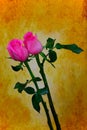 Pair of pink roses against soft grunge background Royalty Free Stock Photo