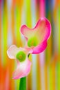 Vibrant pair of zantedeschia rubylite pink ice calla lilies