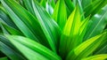 Vibrant Pandan Leaf Texture Background A Deep Green Lushness Ideal for Design Projects Posters and Web Graphics with Royalty Free Stock Photo