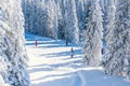 Vibrant panorama of the slope at ski resort Kopaonik, Serbia, people skiing, snow trees, blue sky