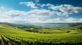 Vibrant panoramic view of lush vineyards under a bright blue sky with rolling hills and sunshine Royalty Free Stock Photo