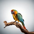 Vibrant parrot on branch.