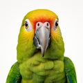 Vibrant Parrot Close-up: Flora Borsi Inspired Studio Photography