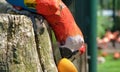 Vibrant parrot eating an orange in the zoo