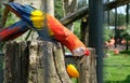 Vibrant parrot eating an orange in the zoo