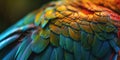 Vibrant Parrot Feathers Close-Up