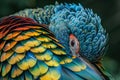 Vibrant Parrot Feathers