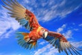 vibrant parrot in flight against a bright blue sky