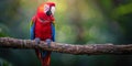 Vibrant parrot perched on branch amidst green foliage