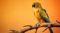 Vibrant Parrot Perched On Branch - Stunning Nature Inspired Photo