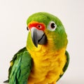 Vibrant Parrot Portrait: A Captivating Display Of Colors