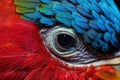 vibrant parrot preening feather detail macro shot Royalty Free Stock Photo