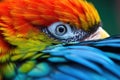 vibrant parrot preening feather detail macro shot Royalty Free Stock Photo