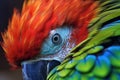 vibrant parrot preening feather detail macro shot