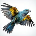 Vibrant parrot soars through the sky