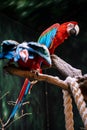 Vibrant parrots sitting together on a tree branch. Royalty Free Stock Photo