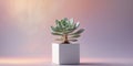 Vibrant Pastel Background with Single Succulent Plant in Modern White Pot Royalty Free Stock Photo
