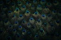 Vibrant pattern of blue and green peacock feathers Royalty Free Stock Photo