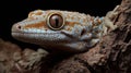 A vibrant-patterned gecko rests on wood, highlighting its unique textures in low light Royalty Free Stock Photo