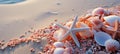 Vibrant peach fuzz and delicate coral seashells artfully arranged on a pristine sandy beach Royalty Free Stock Photo