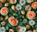 Vibrant Peach Rose Daisy Flower Garden Texture Royalty Free Stock Photo