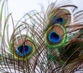 Vibrant peacock feather nestled within tree branches