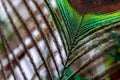 Vibrant peacock feather nestled within tree branches