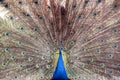 Vibrant Peacock With Full Tail Display, Blue Crest, Eye-Patterned Feathers Spread Wide Royalty Free Stock Photo