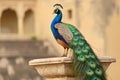 A vibrant peacock perched elegantly on a stone structure in a serene outdoor setting Royalty Free Stock Photo