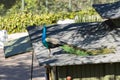 Vibrant peacock perched on a green rooftop Royalty Free Stock Photo