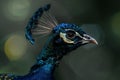 Vibrant Peacock Portrait Royalty Free Stock Photo