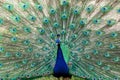 Vibrant peacock proudly flaunting its feathers in its zoo enclosure