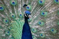 Vibrant peacock proudly flaunting its feathers in its zoo enclosure