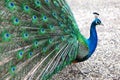 A vibrant peacock strutting