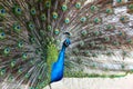 A vibrant peacock strutting